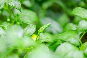 Rain falls on green chili leaves photo