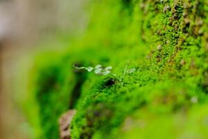 cerca arriba de musgo textura en selva foto