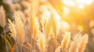 AI Generated Golden pampas grass in the sky, abstract natural background of soft Cortaderia selloana plants moving in the wind at sunrise photo