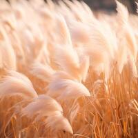 AI Generated Golden pampas grass in the sky, abstract natural background of soft Cortaderia selloana plants moving in the wind at sunrise photo