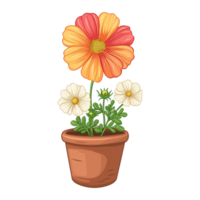 AI generated Cosmos flowers in pots isolated on a transparent background png