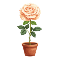 AI generated Rose flowers illustration in pots isolated on transparent background png