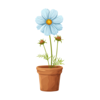 AI generated Cosmos flowers in pots isolated on a transparent background png