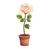 ai gegenereerd wit rozen in potten geïsoleerd Aan transparant achtergrond png