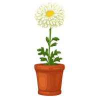 AI generated illustration of chrysanthemum flowers isolated on transparent background png