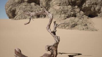 ein tot Baum im das Mitte von ein Wüste video