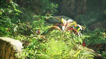 une luxuriant vert forêt rempli avec beaucoup de les plantes video