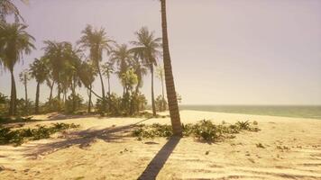 A beach with palm trees and the ocean in the background video