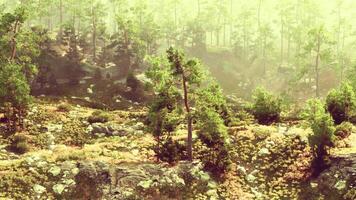 A lush green forest filled with tall trees video