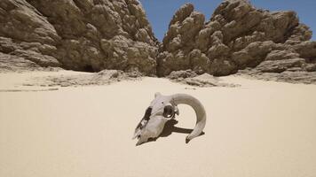 un animal cráneo en el medio de un Desierto video