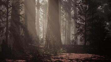 A dense forest with towering trees video