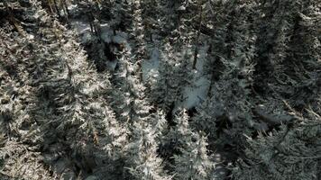 un' mozzafiato aereo Visualizza di un' sereno innevato foresta video