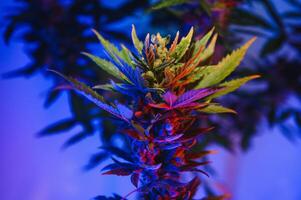 Marijuana medicinal plant in light pastel colors. A hemp bush with a creamy pink purple light and a blue-green tint. Fresh new look art style of alternative medicinal marijuanna in fluorescent light. photo