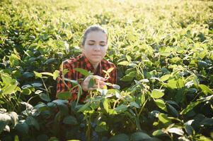 A female farmer in soybean field photo