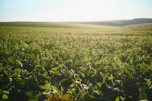 Dramatic landscape at sunset. Soybean lit by sunrays. Selective focus on detail. photo