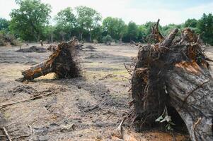 Deforestation environmental problem, rain forest destroyed for oil palm plantations photo