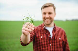 Farmer holds a harvest of the soil and young green wheat sprouts in his hands checking the quality of the new crop. Agronomist analysis the progress of the new seeding growth. Farming health concept photo