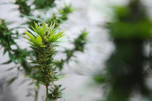 indoor medical cannabis in bloom marijuana plant home. photo