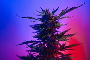 cannabis plant with big leaves and flowering bud. Medical Marijuana plant. Aesthetic look on agricultural strain of marijuana hemp photo