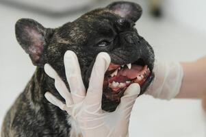 veterinario mujer examina el perro y mascota su. animal cuidado de la salud hospital con profesional mascota ayuda foto