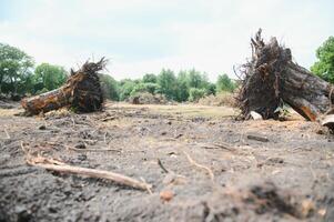 the concept of nature protection. Deforestation. photo