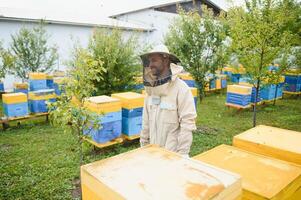 Beekeeper on apiary. Beekeeper is working with bees and beehives on the apiary. photo