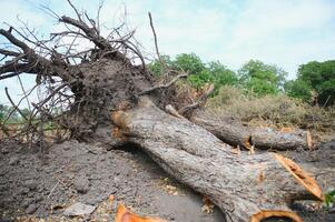 Deforestation environmental problem, rain forest destroyed for oil palm plantations photo