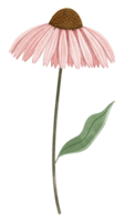 Hand draw corn flower, Echinacea png