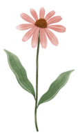 mão desenhar milho flor, echinacea png