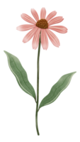 Hand draw corn flower, Echinacea png