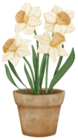 Hand draw daffodils in gardening pot png