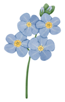 Hand draw Forget Me Not, blue flower png