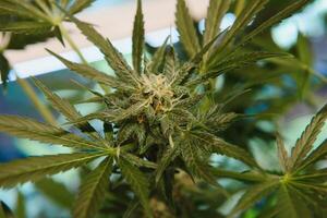 Marijuana leaves, cannabis, beautiful background, indoor cultivation. photo