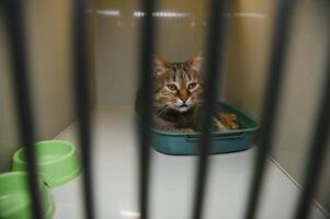 A frightened kitten with green eyes staring out from a cage. photo
