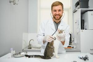 Veterinarian doctor checking cat at a vet clinic photo