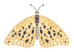 Moth or butterfly vector illustration. Colourful wings with abstract ornament, front view, a symbol for tattoo design. Summer background, fly insect