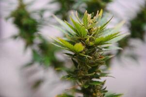 Background Canopy of Budding Indoor Marijuana Plants. photo