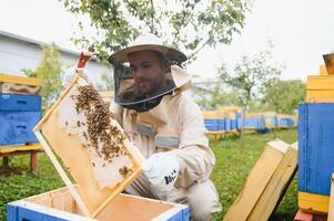 Beekeeper is working with bees and beehives on the apiary. Beekeeping concept photo