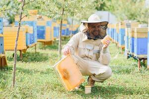 Beekeeper is working with bees and beehives on the apiary. Beekeeping concept photo