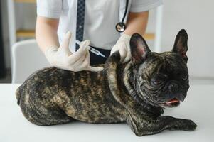 Veterinarian at vet clinic giving injection to a dog. photo