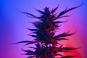 Marijuana medicinal plant in light pastel colors. A hemp bush with a creamy pink purple light and a blue-green tint. Fresh new look art style of alternative medicinal marijuanna in fluorescent light. photo