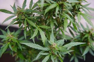 Background Canopy of Budding Indoor Marijuana Plants. photo