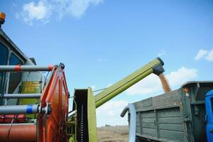 The harvest collected by the combine is poured into the back of the truck photo