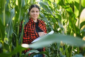 Agronomist farmer woman in corn field. female farm worker analyzing crop development. photo