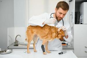 Happy veterinarians examining dog in clinic photo