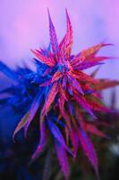 Cannabis Marijuana plant in Vaporwave deep purple neon style. Medical plant of Cannabis or Hemp with flowering buds and ultraviolet light. Blooming vegetative bush with crystal trichomes photo