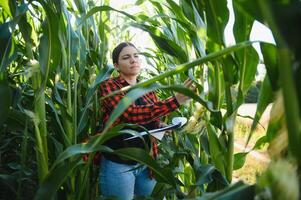 mujer granjero en un campo de maíz mazorcas foto