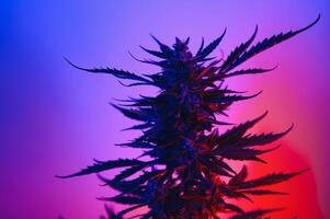 Cannabis Marijuana plant in Vaporwave deep purple neon style. Medical plant of Cannabis or Hemp with flowering buds and ultraviolet light. Blooming vegetative bush with crystal trichomes photo