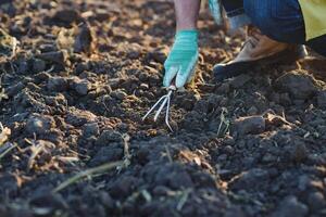 Gloved hands and shovels shovel the soil.A hand in a white gardening glove works with a tool. photo