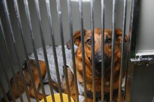 Shelter for homeless dogs, waiting for a new owner. photo